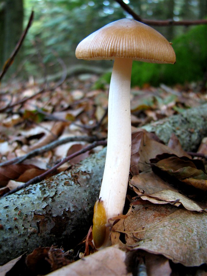 mushroom