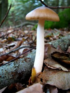 mushroom photo