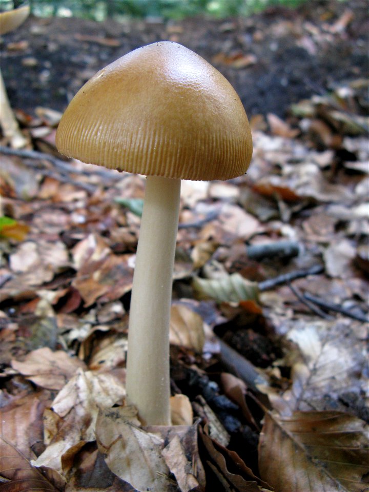 mushroom