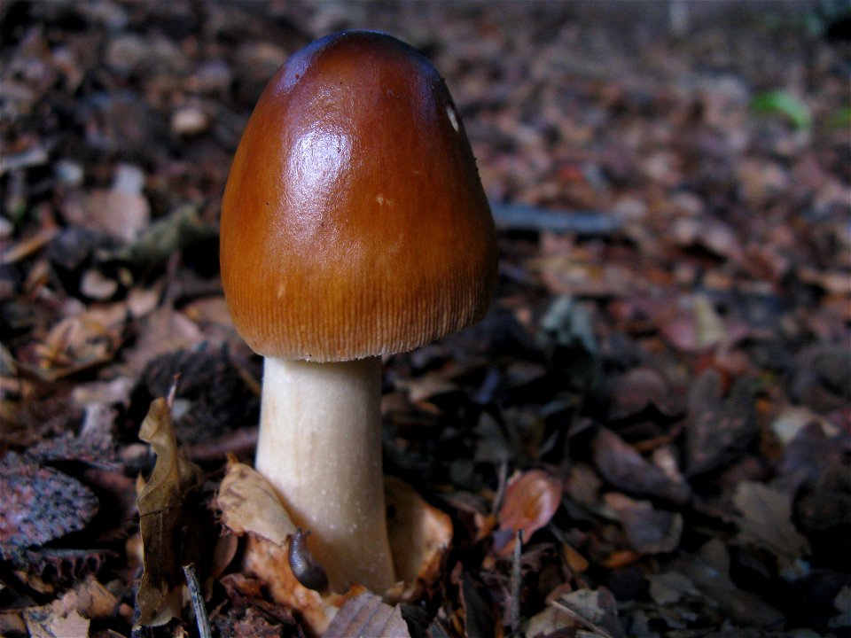mushroom