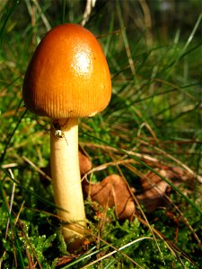 mushroom photo