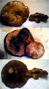 Ожог грибов (груздей) при лёгком прикосновении в виде изменения цвета спустя 15 минут. photo