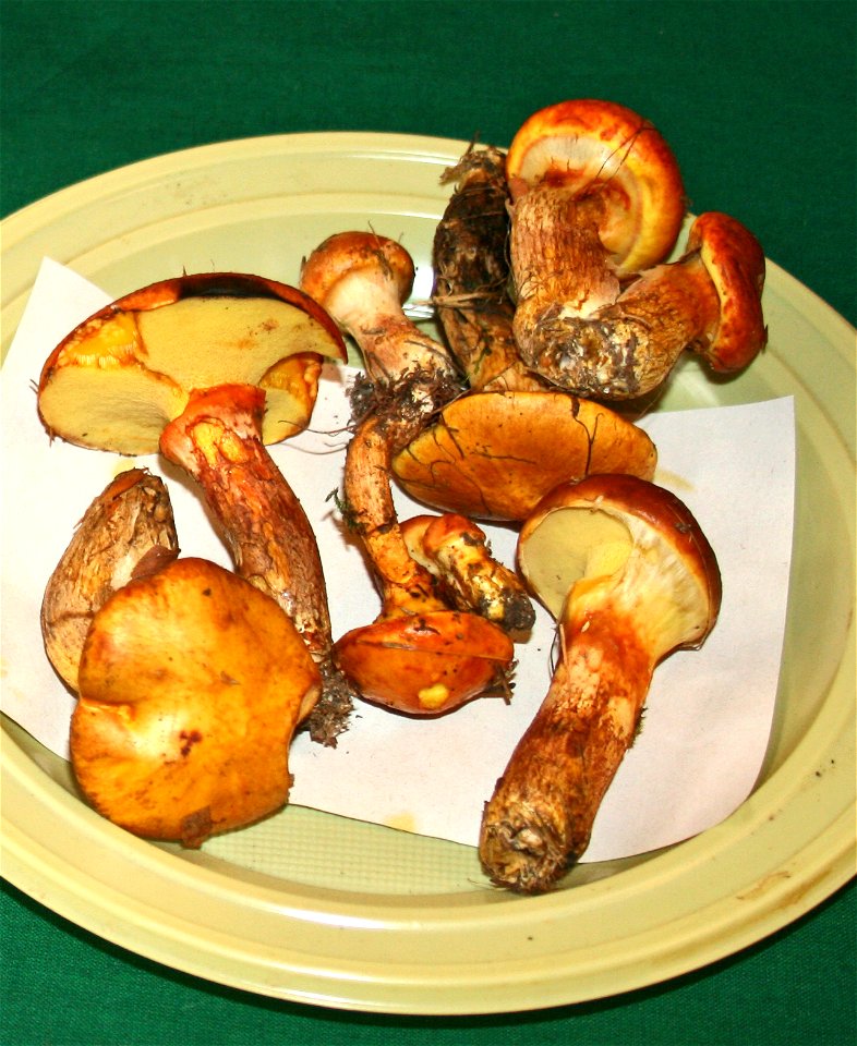 Suillus grevillei Suillus grevillei at the 12-th countrywide mushroom exhibition 2008, Žofín, Prague, Czech Republic photo