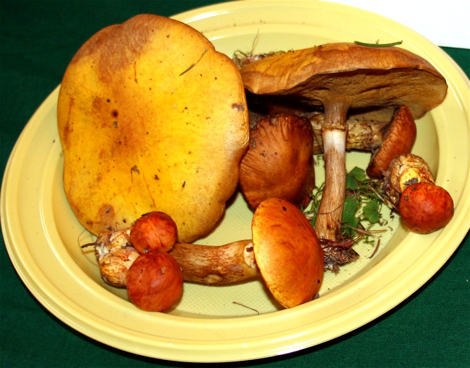 Suillus grevillei Suillus grevillei on Prague international mushroom exhibition 2008, Czech Republic