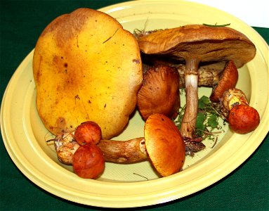 Suillus grevillei Suillus grevillei on Prague international mushroom exhibition 2008, Czech Republic
