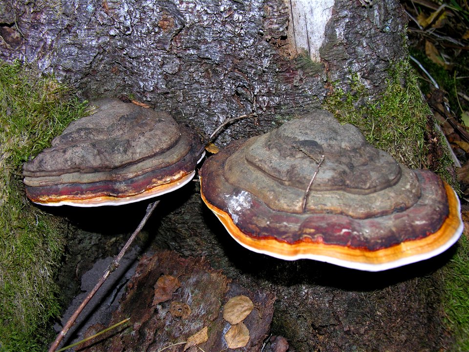 Kempininis grybas
Foto: Algirdas, 2005 m.