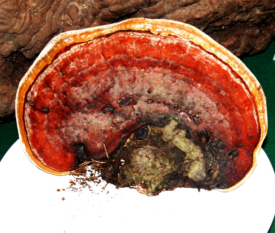 Fomes marginatus at the 12-th countrywide mushroom exhibition 2008, Žofín, Prague, Czech Republic