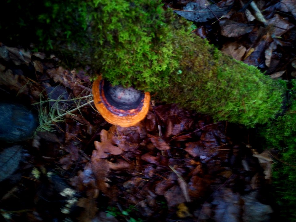 Red-banded Polypore (Fomitopsis pinicola)