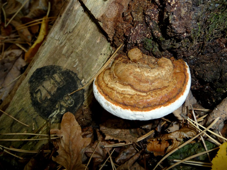 Red Banded Polypore (Fomitopsis pinicola). The younger fruiting body is orange. Closed wood (wildlife reserve) near Vinnitsa, Ukraine. The forester's brand on this sick tree marks it for felling.