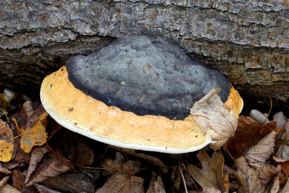 Red Banded Polypore (Fomitopsis pinicola) on a dead tree. The new part of the fruiting body is yellow. Forest reserve (wildlife reserve) near Vinnitsa, Ukraine. photo