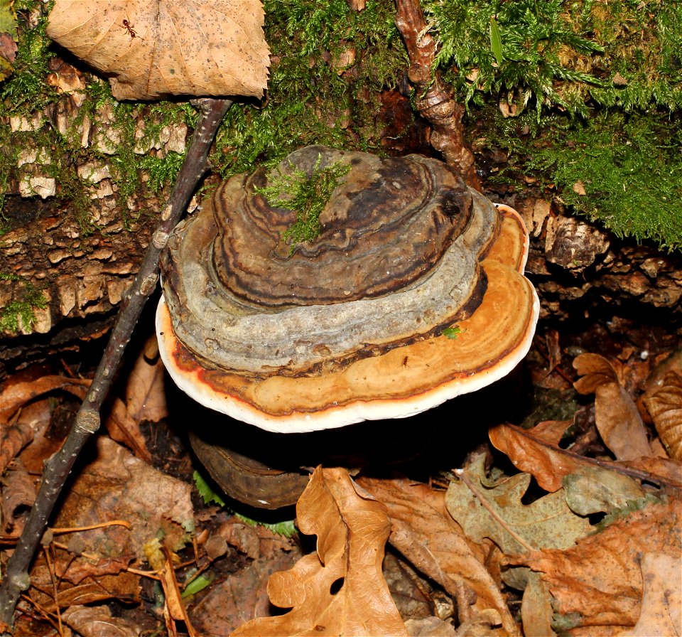 Red Banded Polypore (Fomitopsis pinicola) on a dead tree. Forest reserve (wildlife reserve) near Vinnitsa, Ukraine.