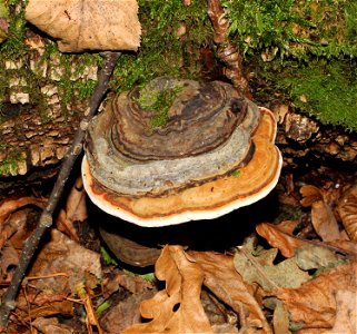 Red Banded Polypore (Fomitopsis pinicola) on a dead tree. Forest reserve (wildlife reserve) near Vinnitsa, Ukraine. photo