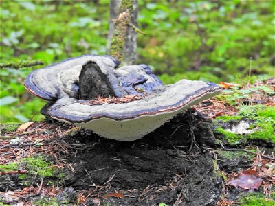 Red-banded Polypore (Fomitopsis pinicola) photo