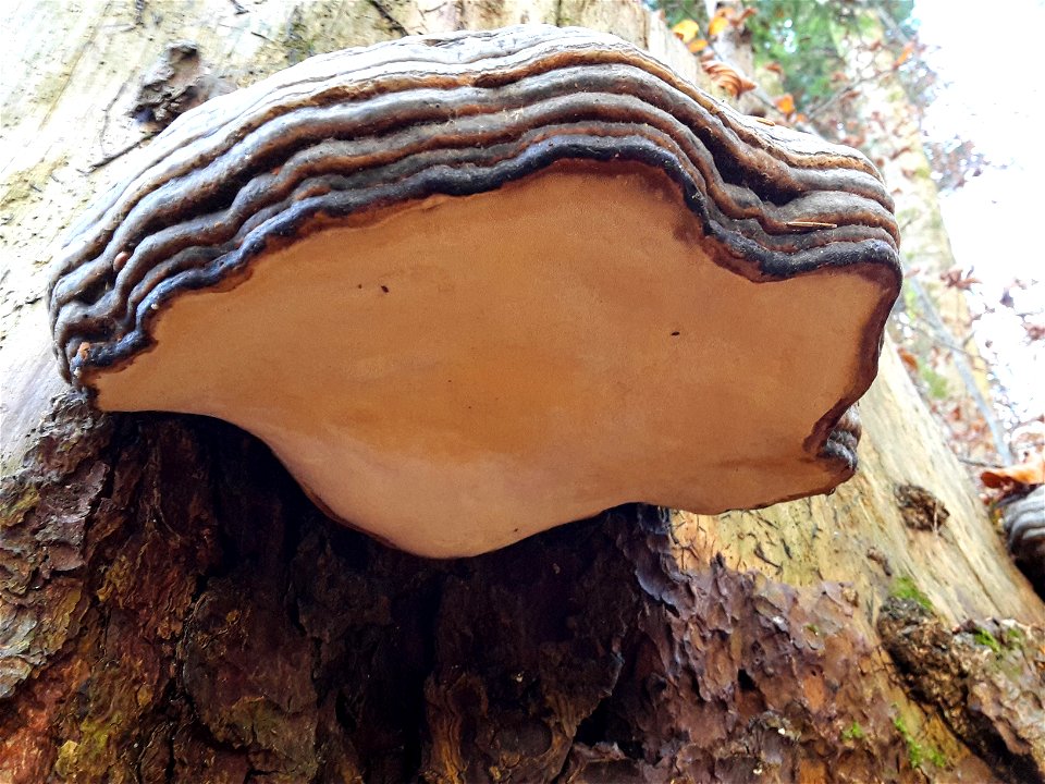 Fomitopsis pinicola bei Bädental, Schlieren, Kanton Zürich