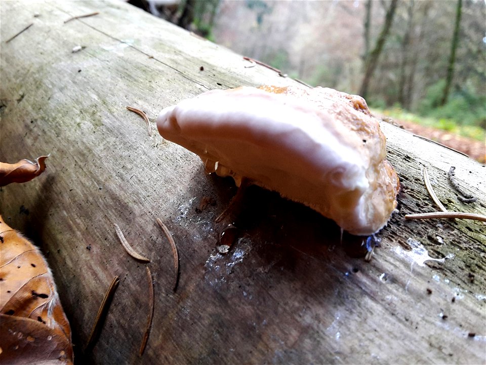 Fomitopsis pinicola by the Bädentalweg in the Forest above Schlieren ZH, Switzerland