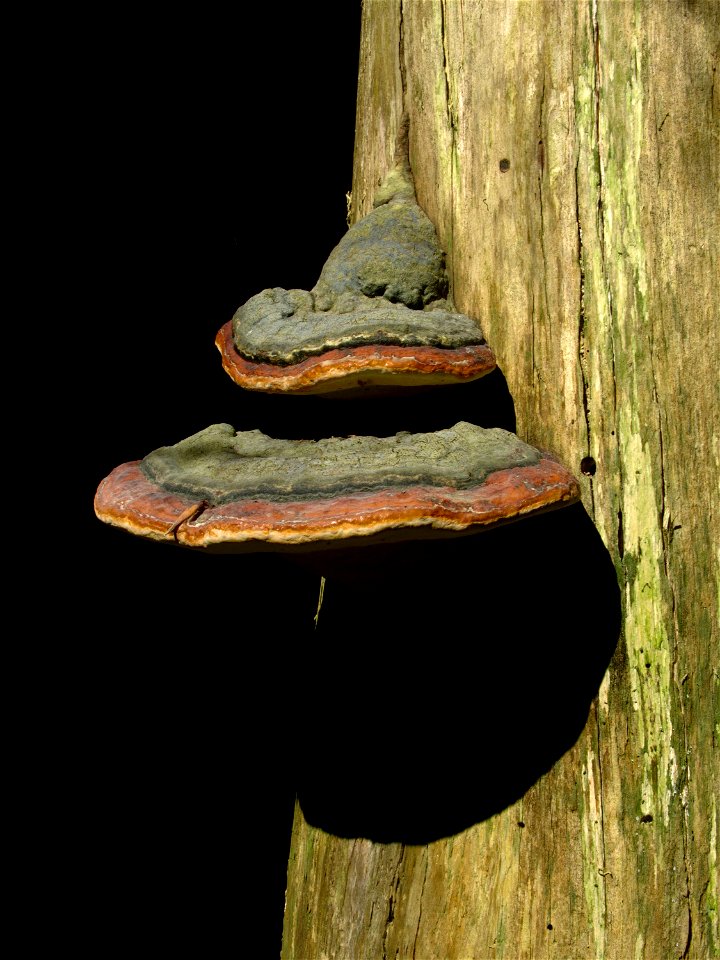 Red Banded Polypore