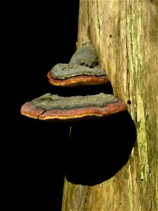 Red Banded Polypore photo