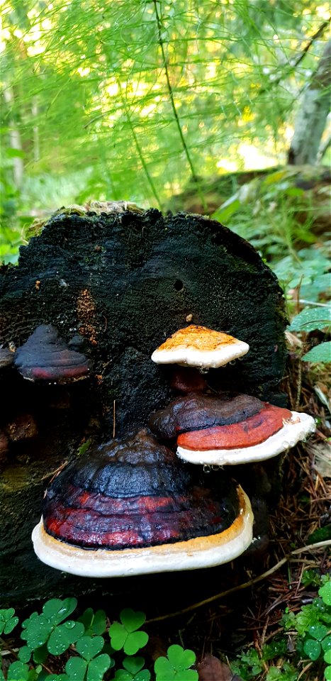 Rotrandiger Baumschwamm in Estland
