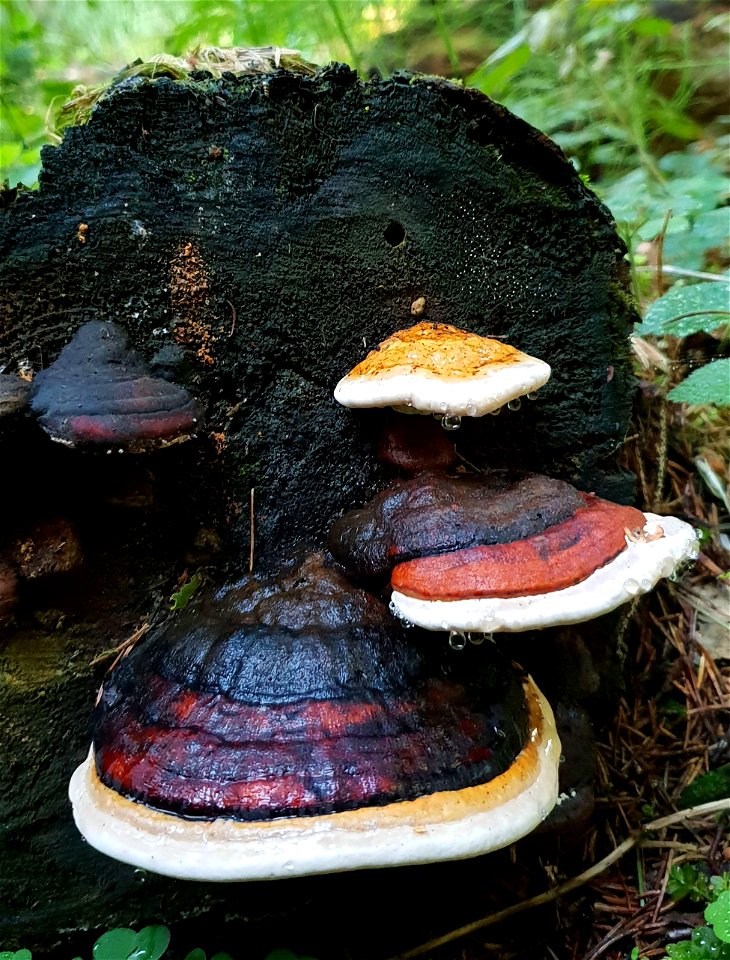 Rotrandiger Baumschwamm in Estland