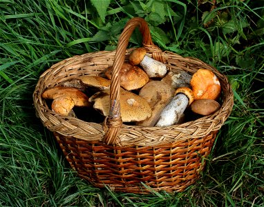 Picked edible fungi (Leccinum versipelle) in basket. Trophies of a mushroom hunt. Ukraine, Ivano-Frankivsk oblast, Yaremche. photo