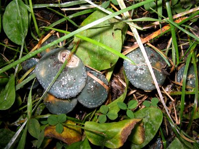 Stropharia aeruginosa photo