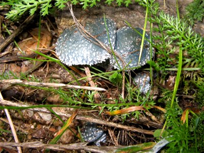 Stropharia aeruginosa photo