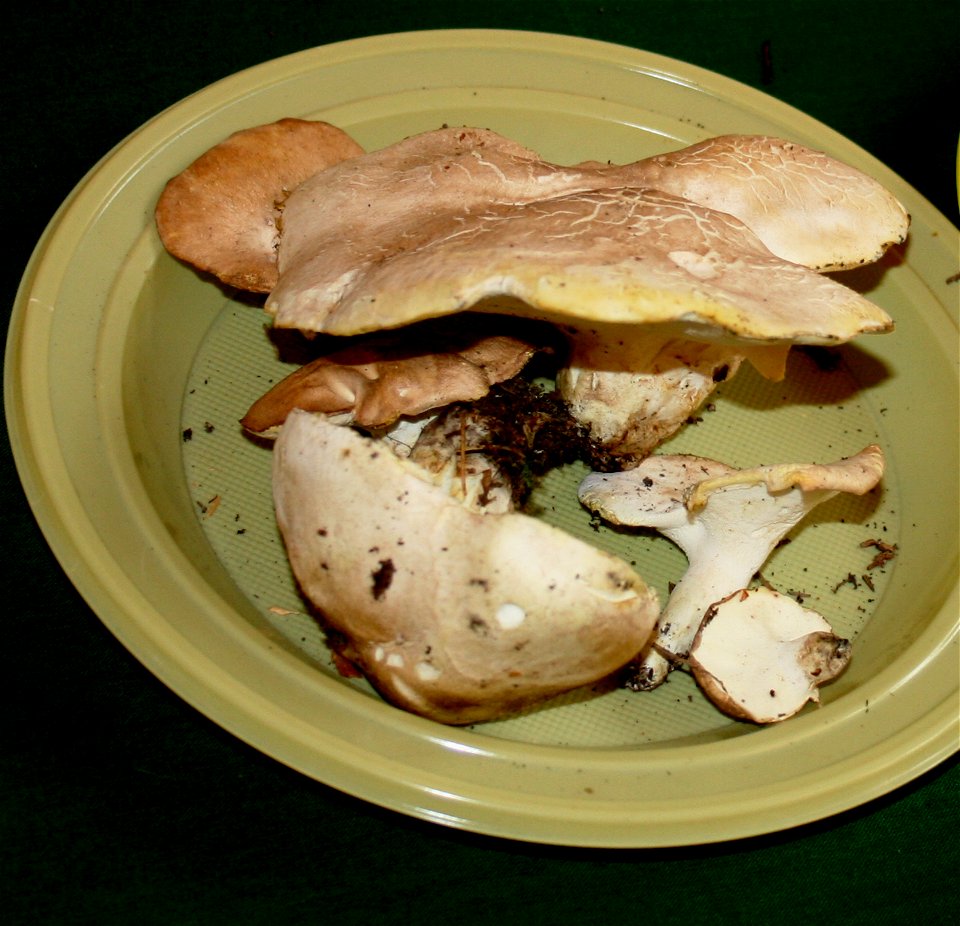 Albatrellus ovinus on Prague international mushroom exhibition 2008, Czech Republic