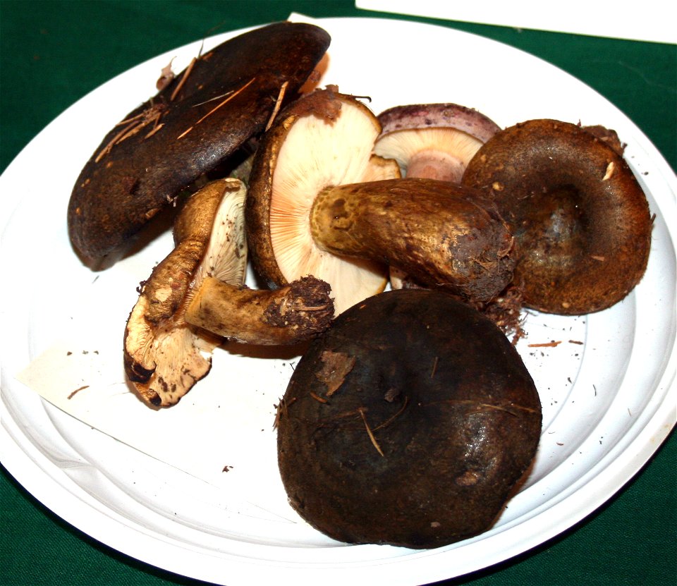 Lactarius turpis on Prague international mushroom exhibition 2008, Czech Republic photo