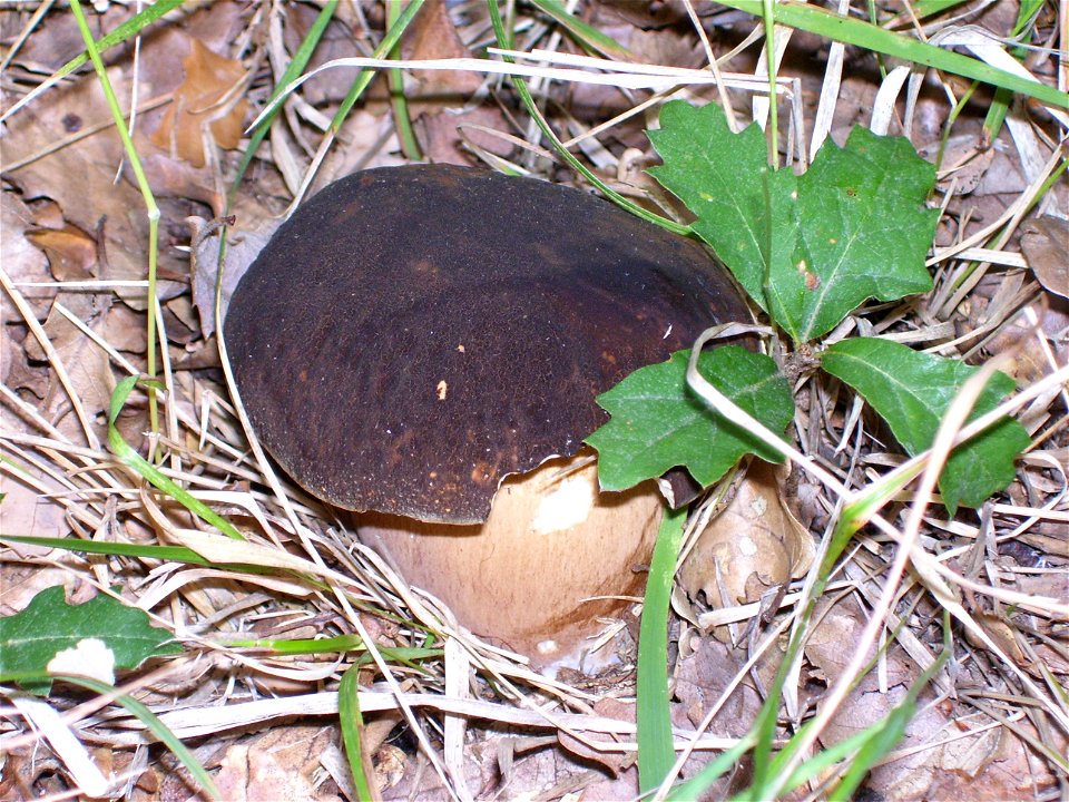 Boletus aereus 

Monteluco SI