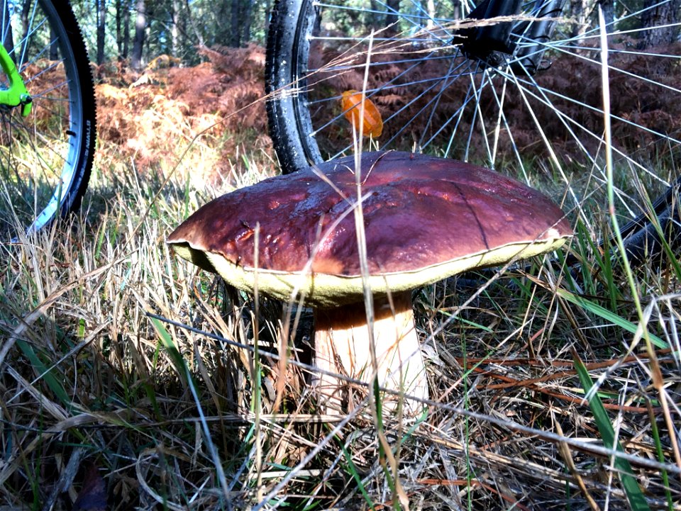 Bronze Bolete (Boletus aereus)