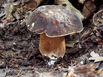 Boletus aereus photo