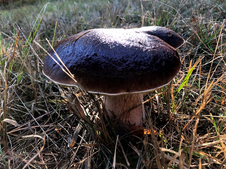Bronze Bolete (Boletus aereus)