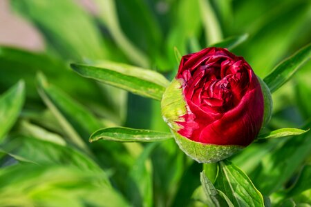 Flora common peony red