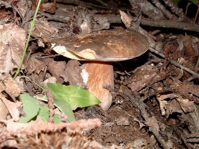 Sasso Pisano, Boletus aereus