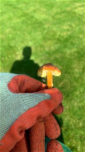 Witch's Hat (Hygrocybe conica) photo
