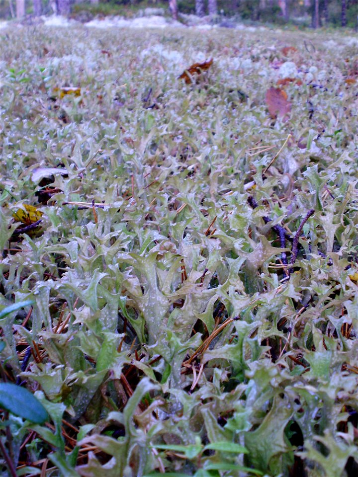 Iceland moss (Cetraria islandica) growing in a mat in the forests of middle Sweden.