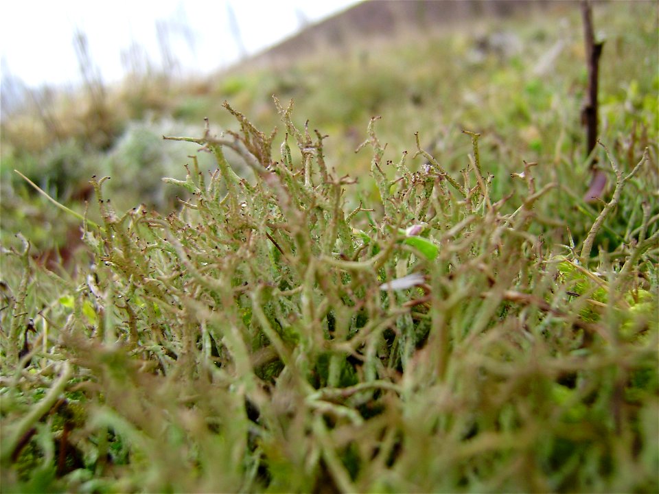 Cladonia sp., foto gemaakt in Zeeuws-Vlaanderen Nederland
