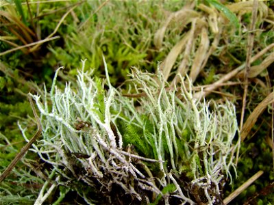 Cladonia sp.