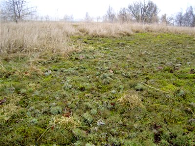 Cladonia sp.Nederlands:  Foto gemaakt in Zeeuws Vlaanderen Nederland