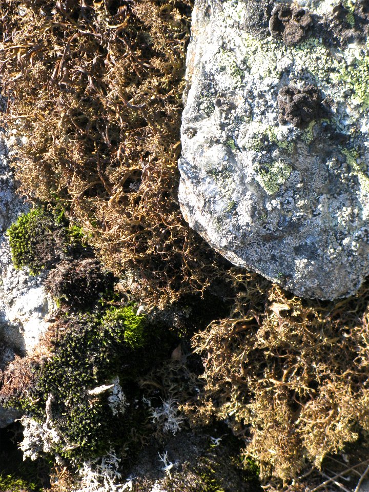 Iceland Moss, Mt. Washington,