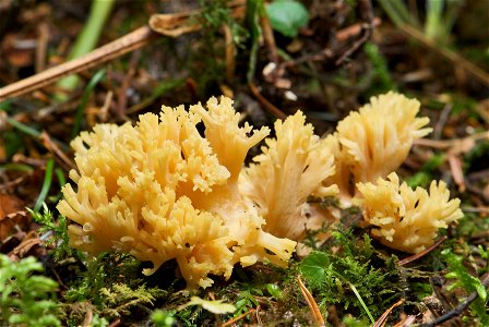 is a fungus of the genus Ramaria. The sporocarp in the picture is still in the early stage of its development and has been growing for about six days. It measures about 48 mm in height and 107 mm in l photo