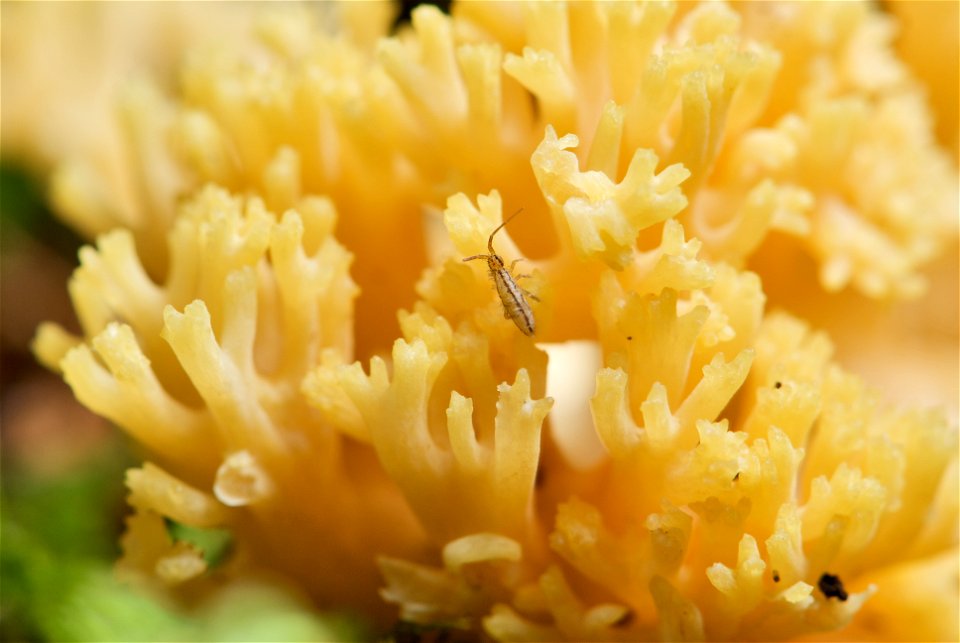 is a fungus of the genus Ramaria. The picture shows a close-up of a six-day-old sporocarp. The Collembola specimen in the image-centre is Orchesella flavescens and measures about 3 mm in length.