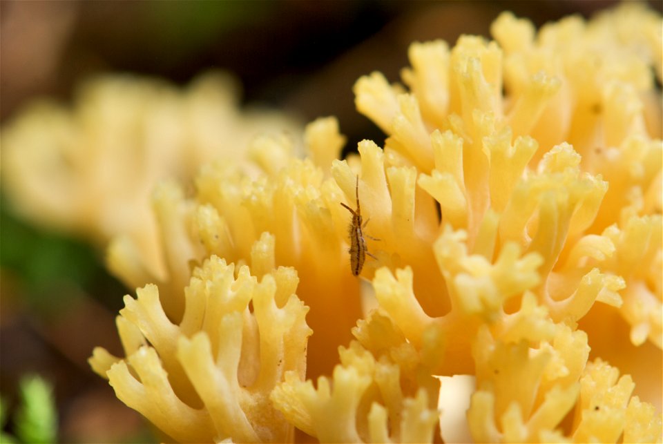 is a fungus of the genus Ramaria. The picture shows a close-up of a six-day-old sporocarp. The Collembola specimen in the image-centre is Orchesella flavescens and measures about 3 mm in length.