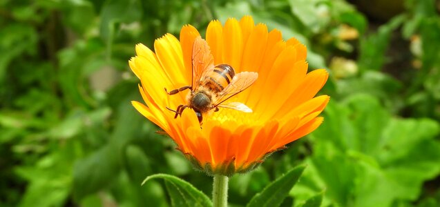 Flower bee colombia
