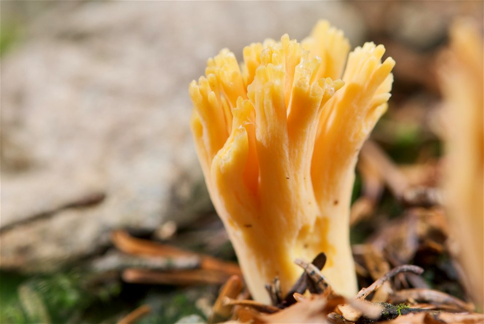 is a fungus of the genus Ramaria. The sporocarp in the picture is in the early stage of its development and has been growing for about five days. It measures circa 38 mm in height and has a maximum di