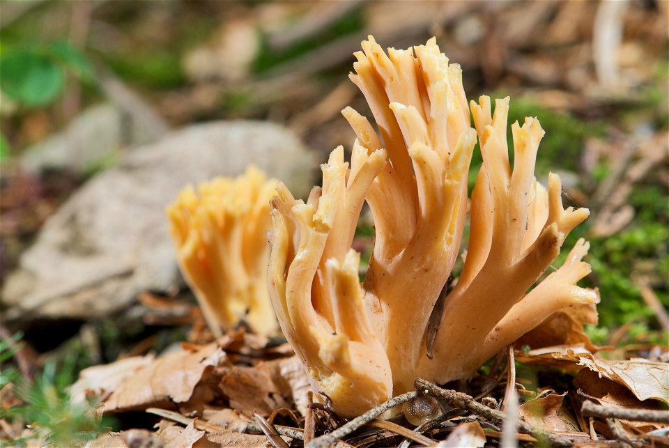 is a fungus of the genus Ramaria. The right sporocarp in the picture is in the late stage of its development and has been growing for about two weeks. With a height of approximately 97 mm and a maximu