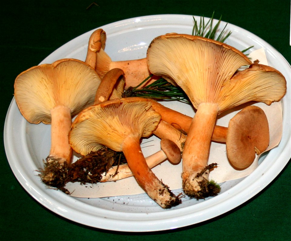 Lactarius helvus at the 12-th countrywide mushroom exhibition 2008, Žofín, Prague, Czech Republic