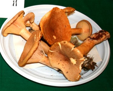 Lactarius helvus on Prague international mushroom exhibition 2008, Czech Republic photo