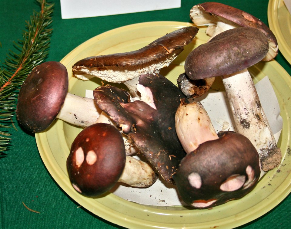 Russula cyanoxantha Russula cyanoxantha at the 12-th countrywide mushroom exhibition 2008, Žofín, Prague, Czech Republic photo