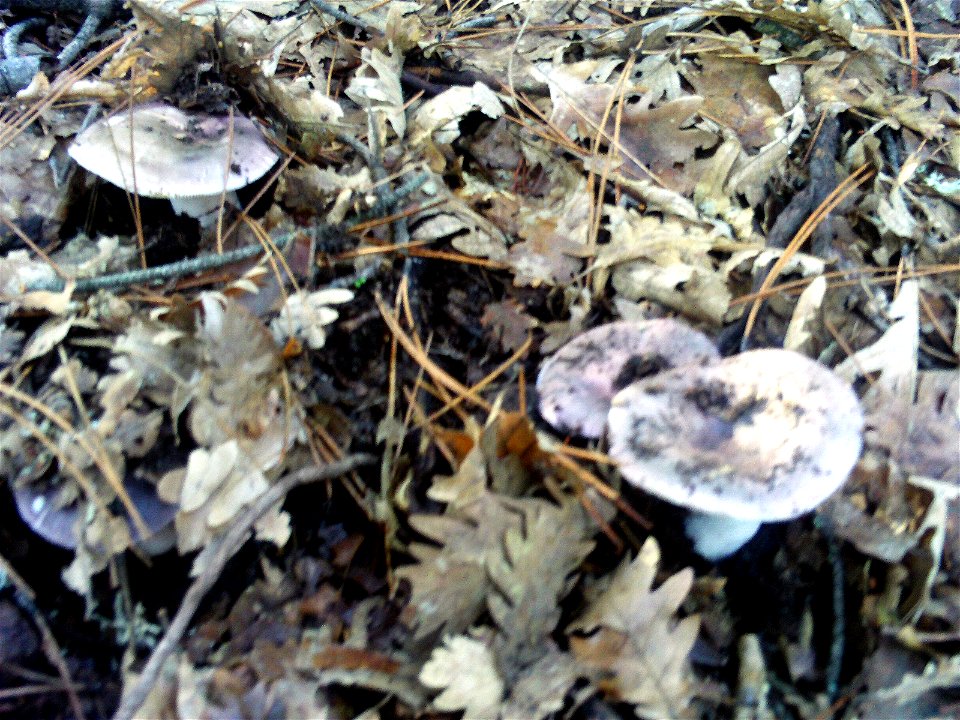 Russula cyanoxantha habit, Fuente de San Lorenzo  Sierra Madrona, Spain.